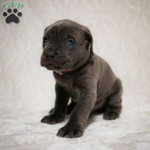 Elvis, Cane Corso Puppy